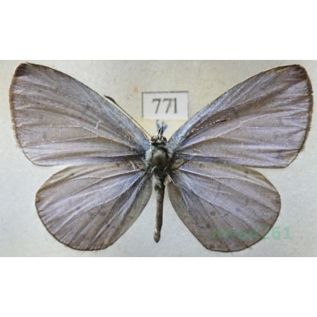 Celastrina argiolus (Linnaeus, 1758) male Modraszek wieszczek Slovenia77l